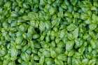 Palermo, Sicily. Fresh basil at farmers market. Art Print